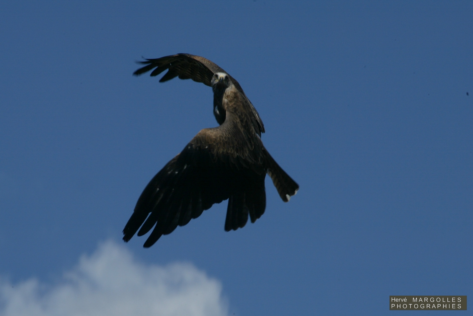Aigle royal.jpg